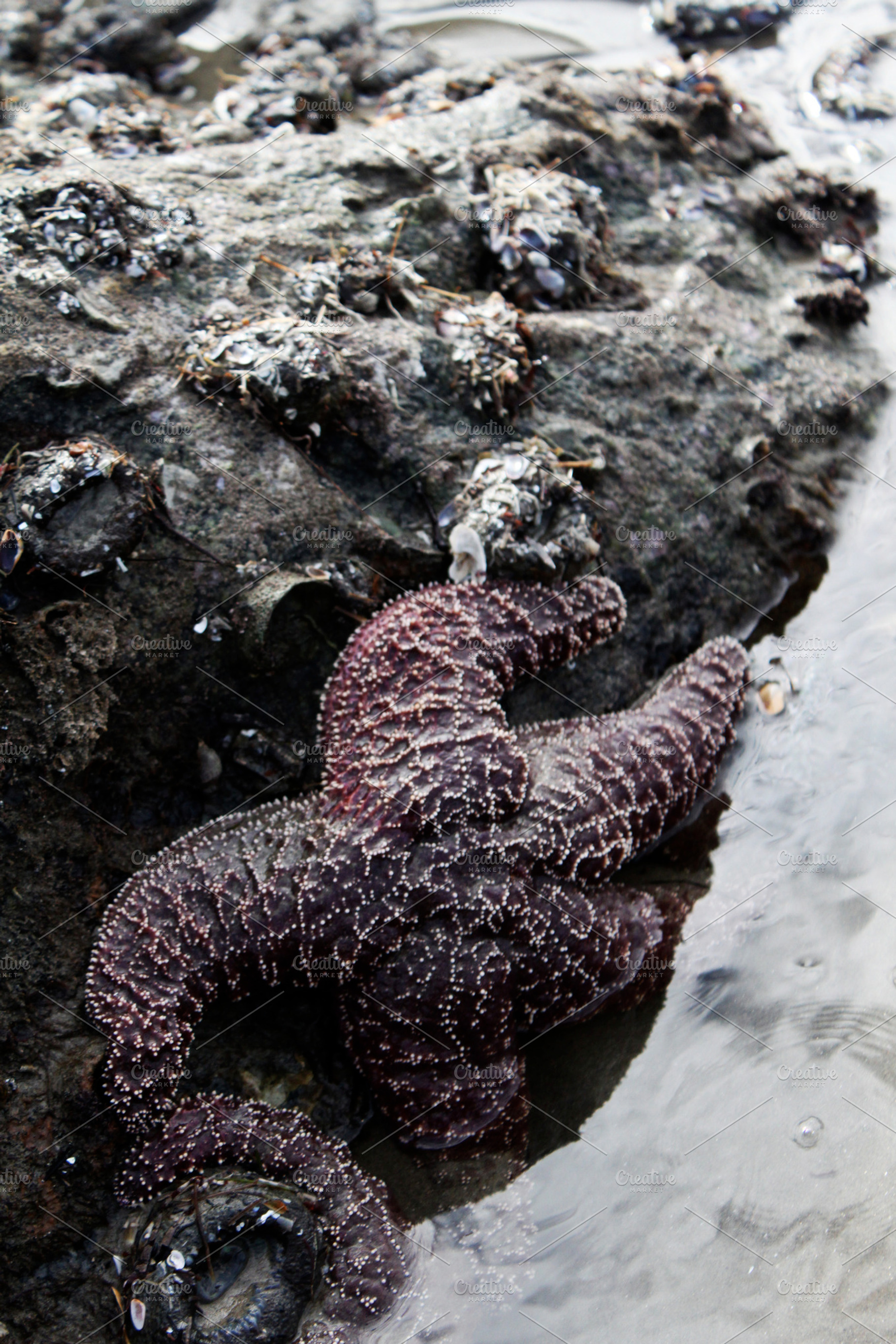 Starfish Hybrid, a Nature Photo by Design Lioness