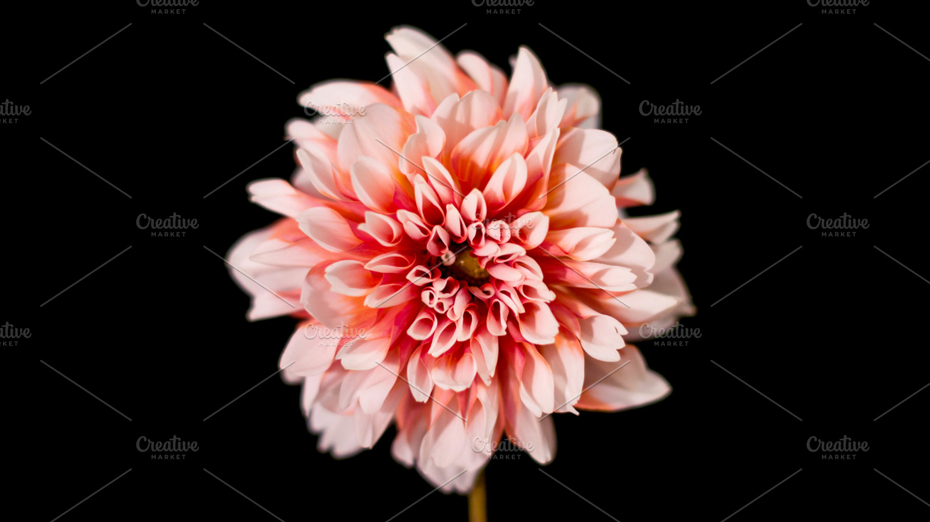 Dahlia featuring dahlia, dahlias, and flower, a Nature Photo by M.Pellot Photography