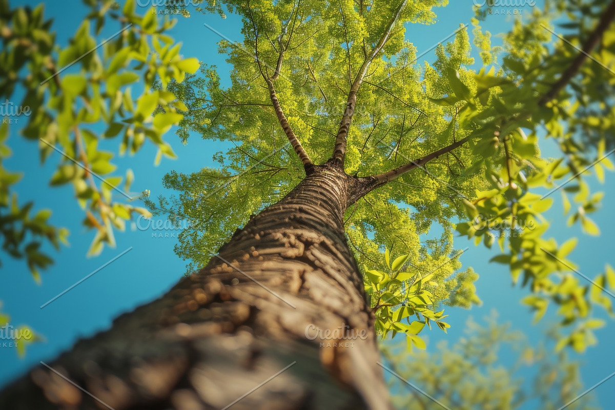 98 Trees view from below, a Nature Photo by Handmadefont (Photo 86 of 98)