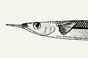 Fish Illustrations, an Object Graphic by Nomad Visuals (Thumbnail 5 of 11)
