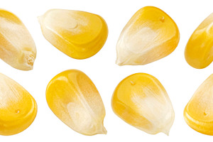 Corn kernels collection, a Photo by Max Lashcheuski