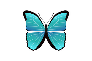 Morpho Peleides Butterfly Vector