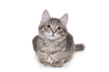 Small and delicate gray kitten