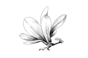 Hand Sketched Magnolia