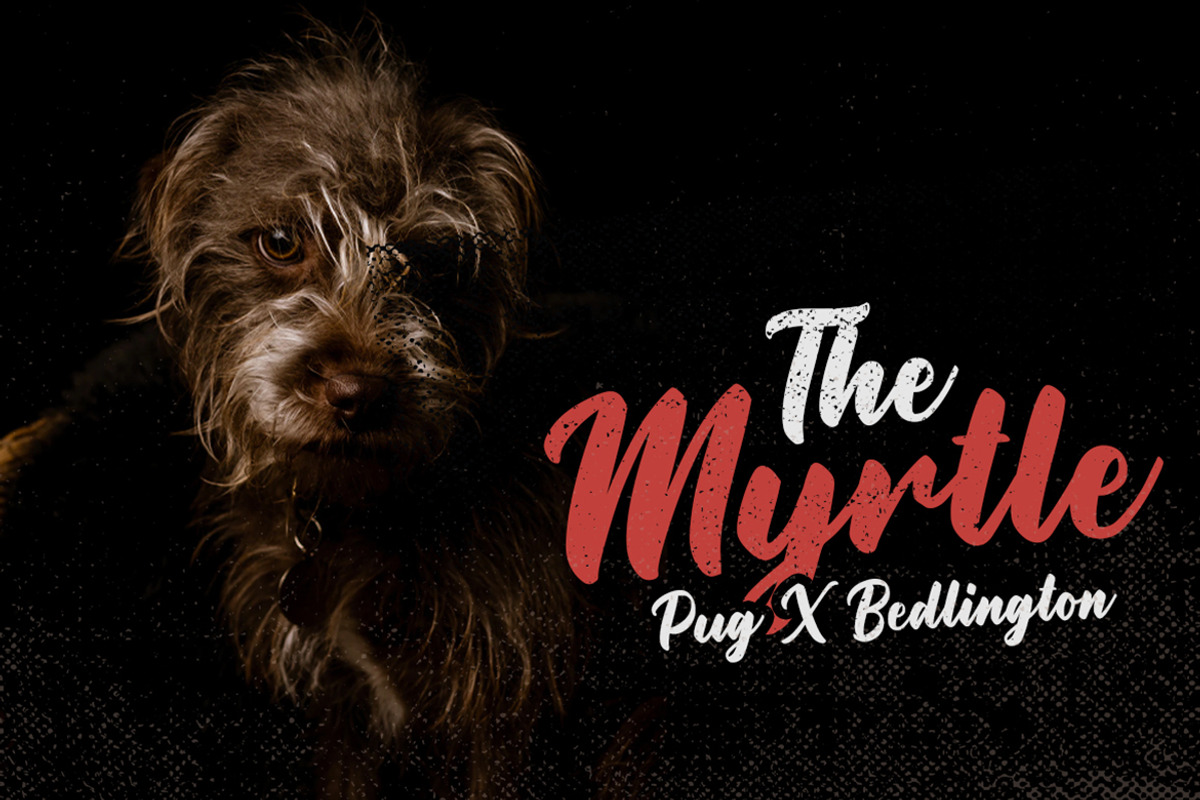 Rottweiler – Modern Script, a Script Font by NURF Designs (Photo 8 of 10)