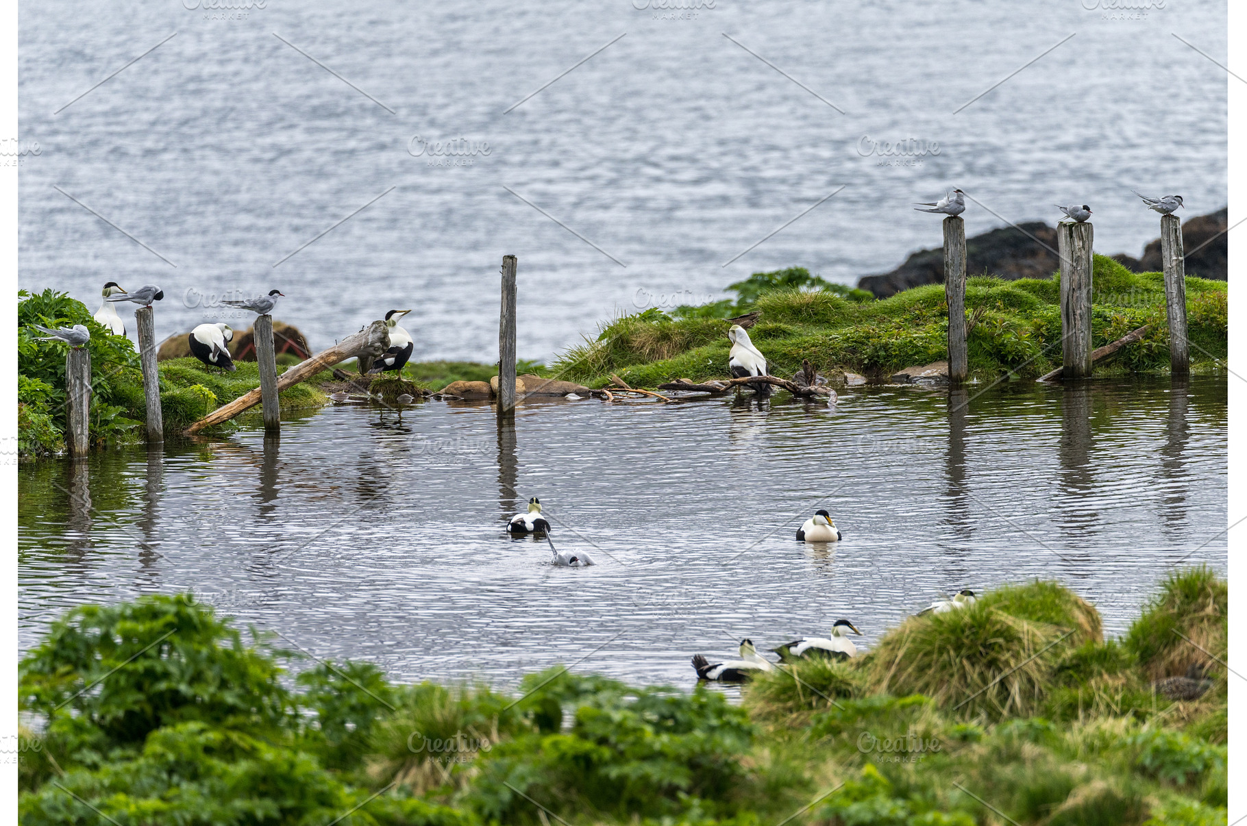Eider ducks in pond at Skalanes, a Nature Photo by Backyard Stock