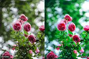 Rose Velvet Bloom Lightroom Presets, a Preset Add-On by AAA Presets (Thumbnail 3 of 12)