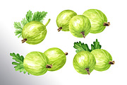 Amber Gooseberry. Watercolor set, a Food Illustration by Daria Ustiugova (Thumbnail 7 of 23)