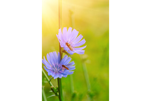 Chicory flower in nature, a Nature Photo by Nature and travel