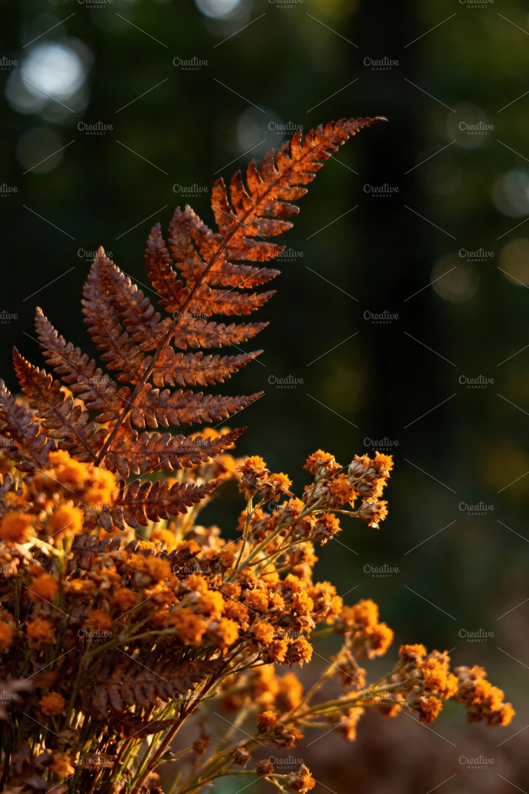 Golden Hour Fern and Dried Flowers, a Nature Photo by Virgo Studio