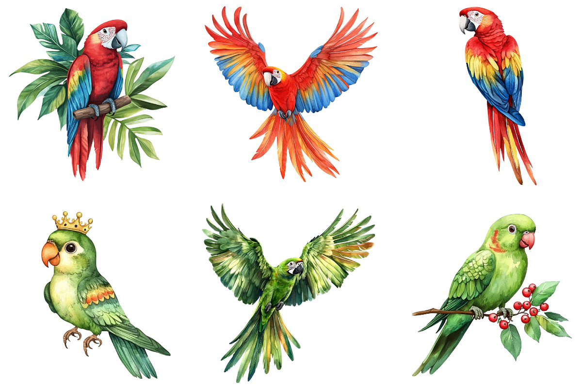 Parrots Watercolor Clipart, an Illustration by DreamArtGraphic (Photo 4 of 5)
