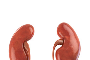 Human Kidneys