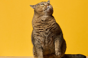 A cute adult straight-eared Scottish breed gray cat sits on a ye, an Animal Photo by ndanko