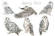 Watercolor Owls Bundle - 53 Owls, an Animal Illustration by YesFoxy (Thumbnail 3 of 11)