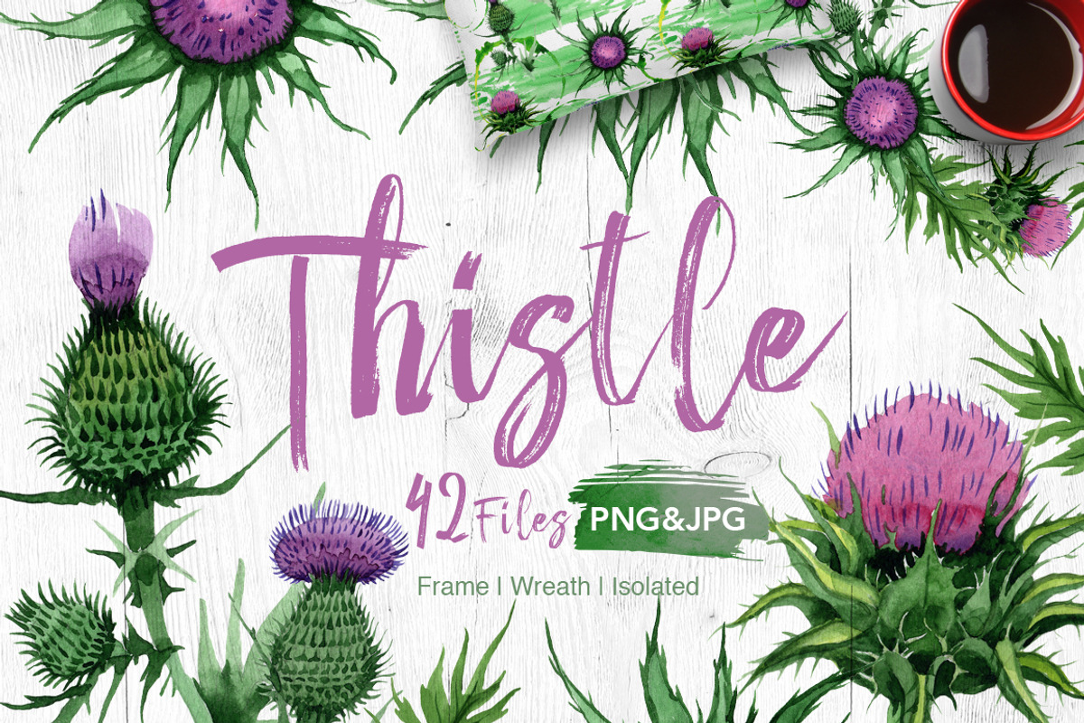 Thistle flowers PNG watercolor set, a Decorative Illustration by WatercolorPNG.com (Photo 1 of 7)
