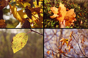 28 autumn nature photo pack, a Nature Photo by pictures for you (Thumbnail 5 of 7)