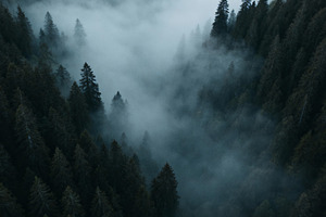 Aerial Misty Alpine Forest Valley, a Nature Photo by Virgo Studio
