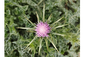 milk thistle plant pink flower, a Nature Photo by LogosDen