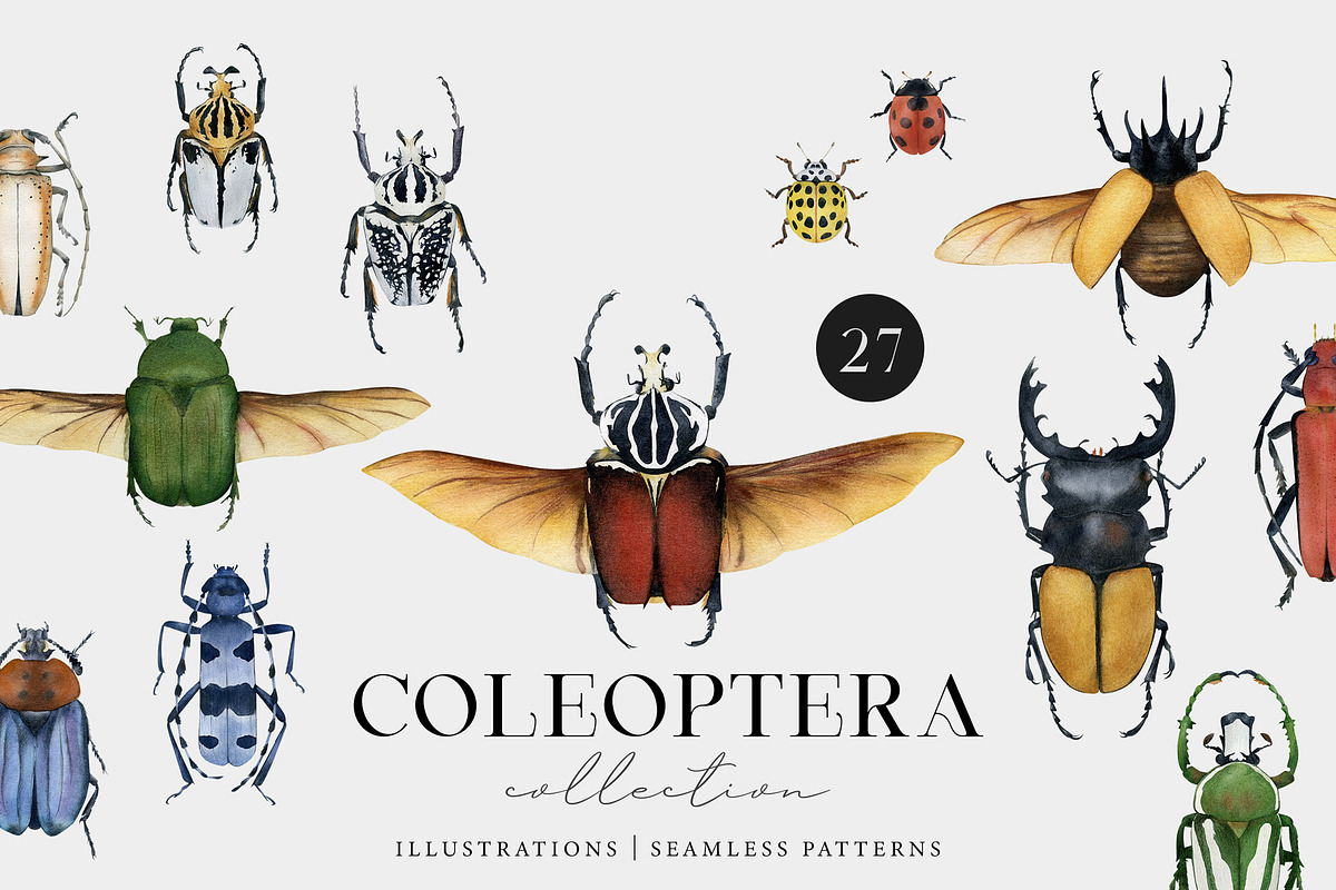 Beetles watercolor collection, an Animal Illustration by Diana Askarova Art (Photo 1 of 12)