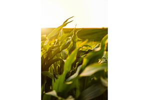 Golden hour corn leaves in soft, a Nature Photo by volodymyrshtun13795