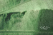 Sylva Textured Botanical Backgrounds, a Background Graphic by alonahaidash (Thumbnail 15 of 15)