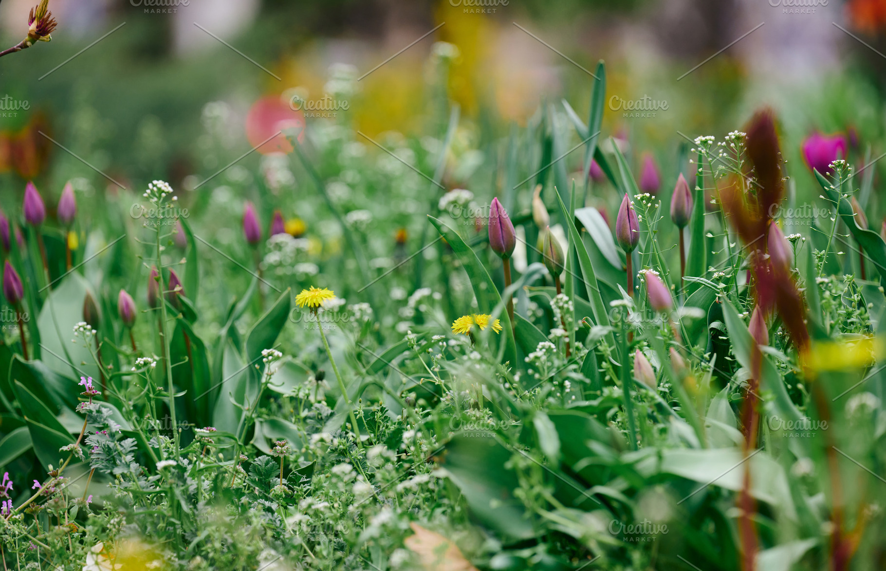 Unopened buds of purple tulips, yellow dandelions, small white i, a Nature Photo by ndanko