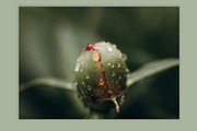 Spring macro collection, a Nature Photo by akovtun (Thumbnail 5 of 7)