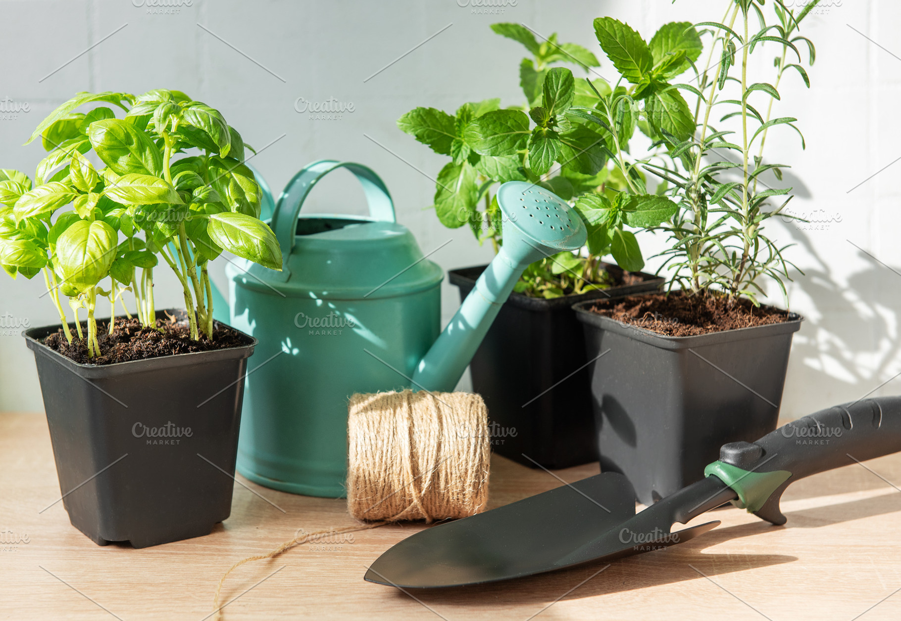 Growing fresh herbs indoors, home gardening setup, a Food & Drink Photo by Olena Rudo