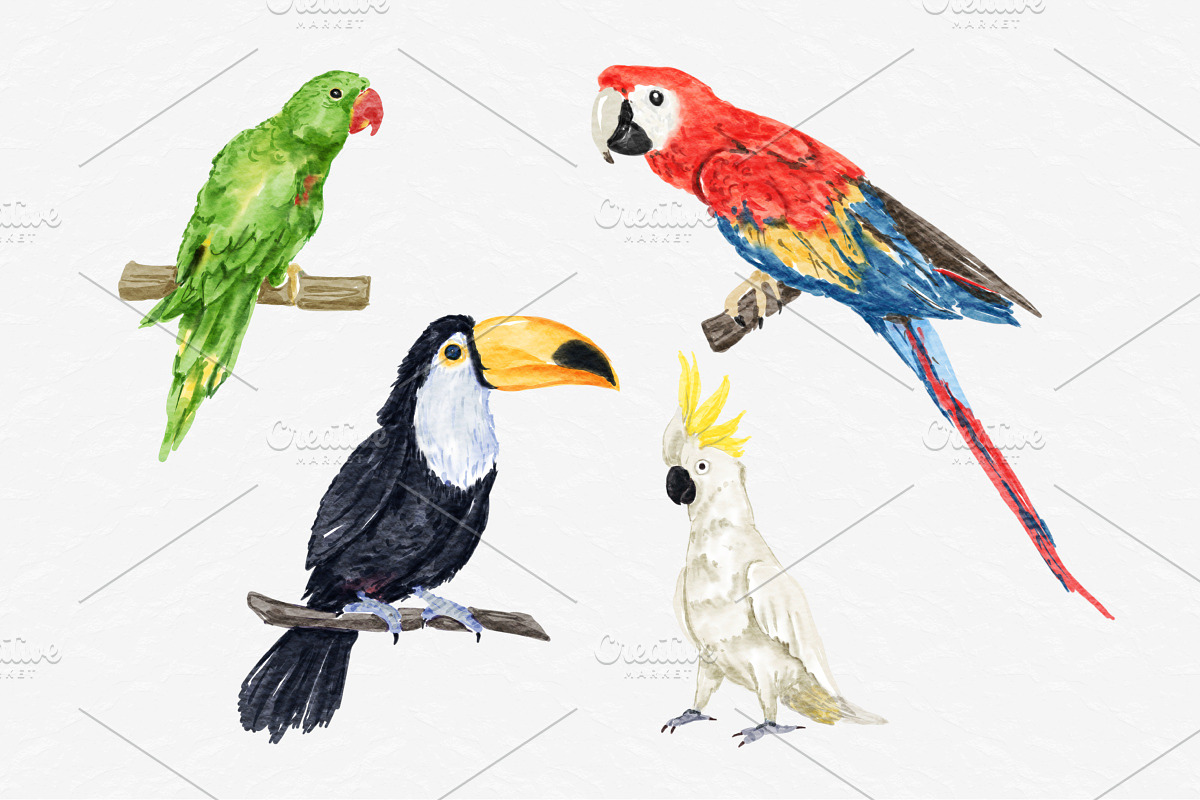 Watercolor Tropical Birds Clipart, an Illustration by MiracleArtAndDesign (Photo 3 of 3)