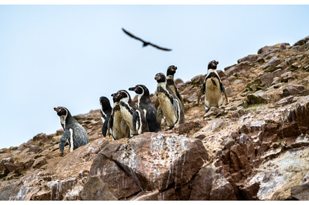 Humboldt penguins on the Ballestas, an Animal Photo by Leonid Andronov