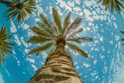 98 Trees view from below, a Nature Photo by Handmadefont (Thumbnail 61 of 98)
