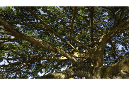 Lots of tree branches in park, a Nature Photo by Media Whale Stock