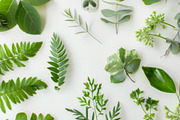 99 Frames of green leaves, a Nature Photo by Handmadefont (Thumbnail 72 of 100)