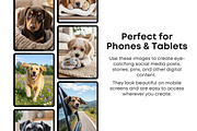 Dog Stock Photos Bundle, an Animal Photo by Selenique Studio (Thumbnail 5 of 13)