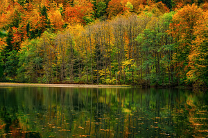 Autumn foliage containing autumn, background, and bateti