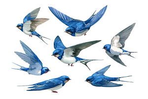 Watercolor swallows. Blue swallow, an Object Illustration by Stock-Smart-Start