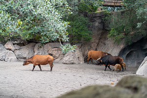 African buffaloes near rocks and water in tranquil zoo, a Photo by andreonegin market