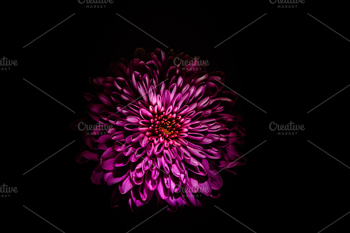 Dark Background Floral Bloom, a Nature Photo by Silent Nature (Photo 2 of 10)