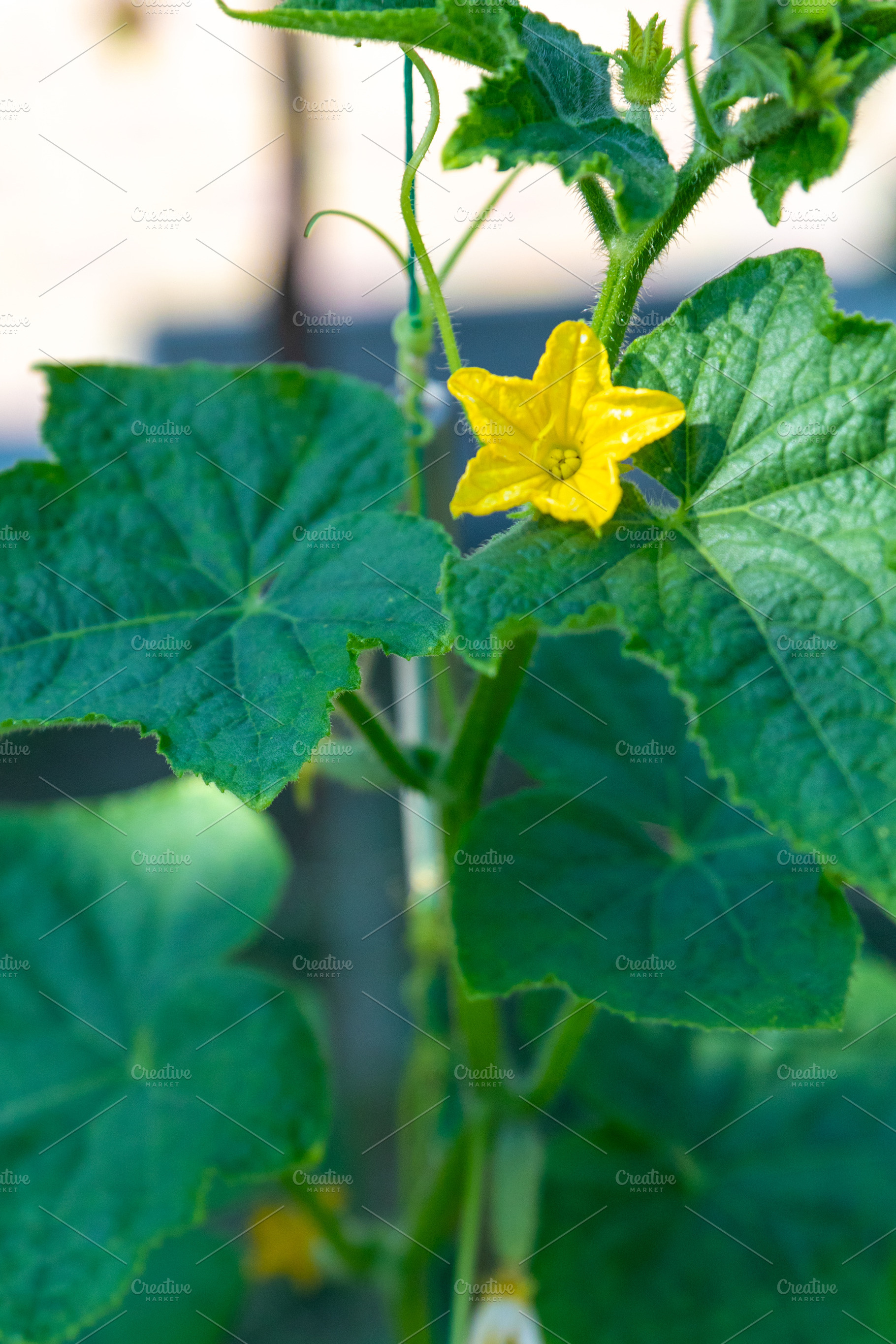 Cucumber Plant with Yellow Flower, a Nature Photo by Ales Munt
