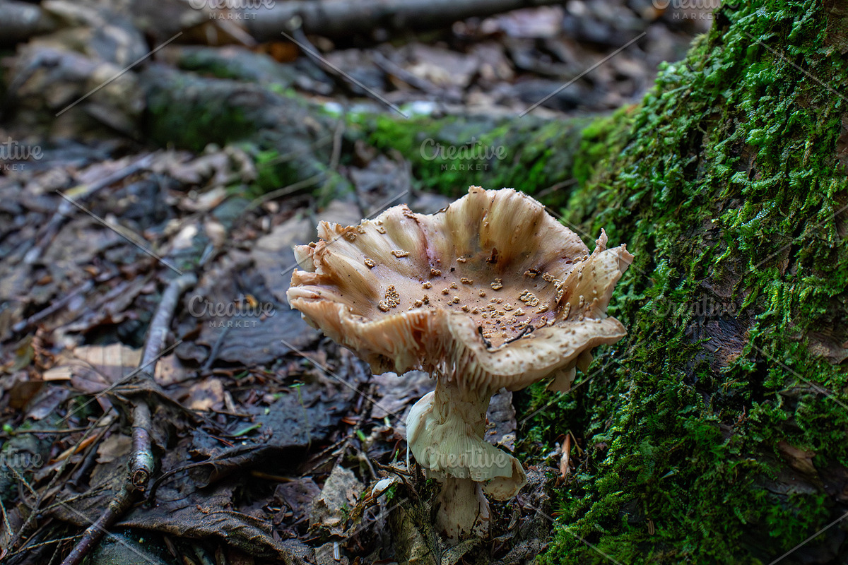 Mushrooms In The Forest Photography, a Nature Photo by Full Circle Design Studio (Photo 28 of 38)