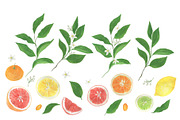 Citrus collection, a Pattern Graphic by ramika (Thumbnail 6 of 9)