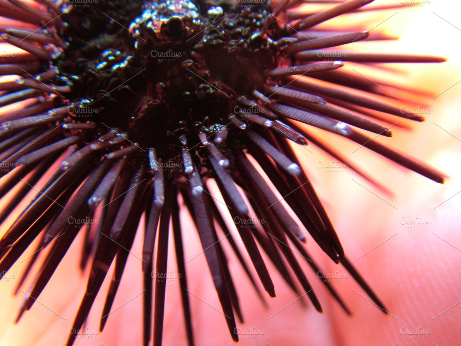Sea urchin featuring sea, urchin, and animal