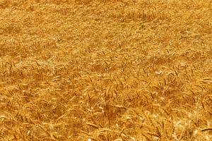 Wide view of a golden wheat field ready for harvest, glowing und, a Nature Photo by Ales Munt