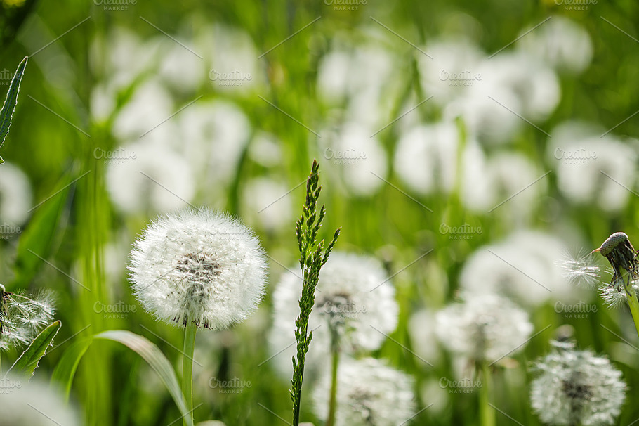 White Soft Dandelion Green Summer Background Containing Background Bright