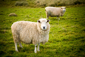 Sheep Portrait, an Animal Photo by THP Creative