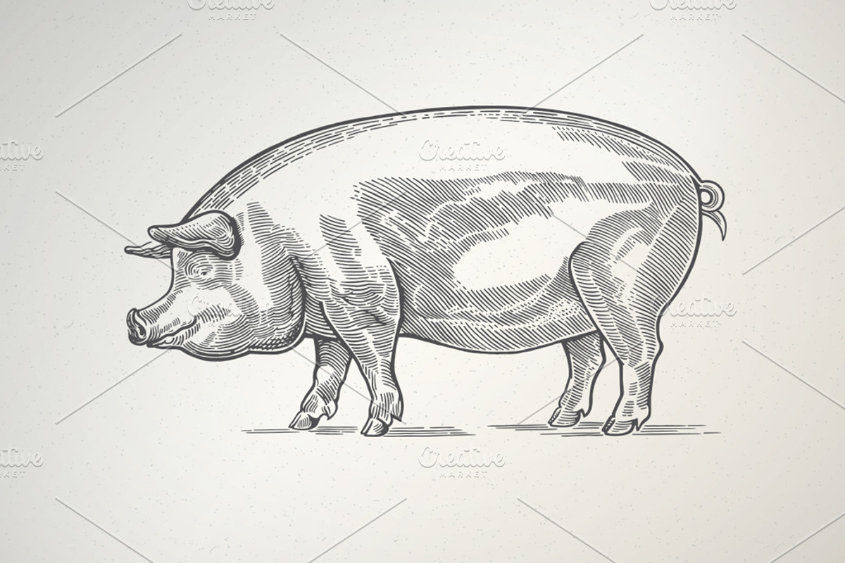 Pigs in graphical style, an Animal Illustration by Countryside life (Photo 2 of 11)
