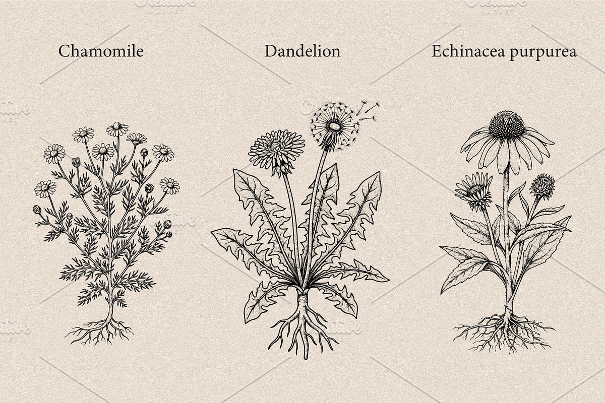 30 Medicinal Herbs & Plants, a Decorative Illustration by Gonez Studio (Photo 4 of 19)
