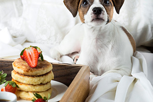Breakfast in bed cottage cheese pan containing animal, background, and bed