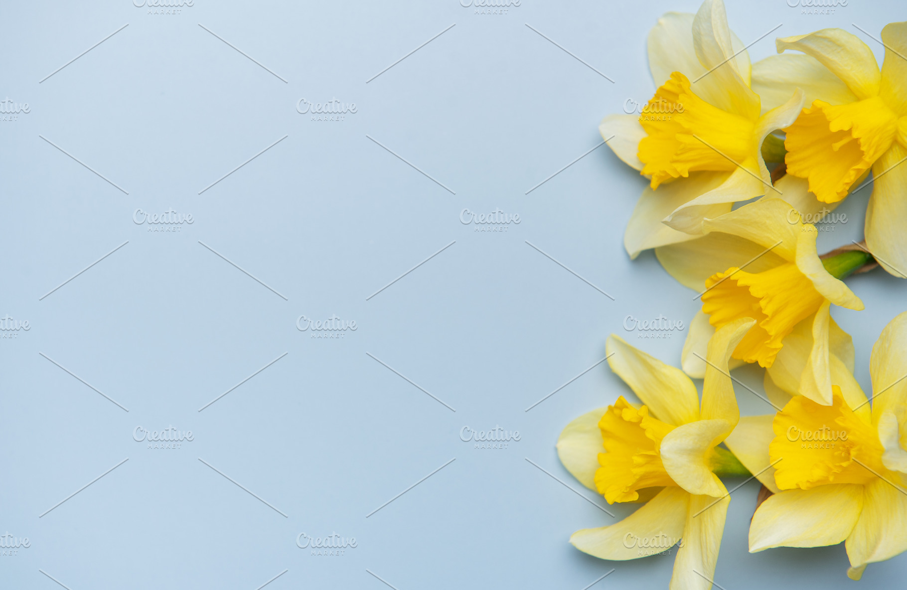 Daffodils creating a vibrant contrast on pastel blue background, a Nature Photo by Olena Rudo