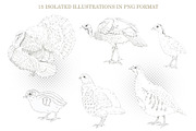Graphic Farm Birds, an Object Graphic by Budogoshch (Thumbnail 3 of 4)